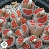 Lithops karasmontana ‘Top Red’ / 40 seeds (Living Stones)